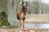 MALINOIS 680